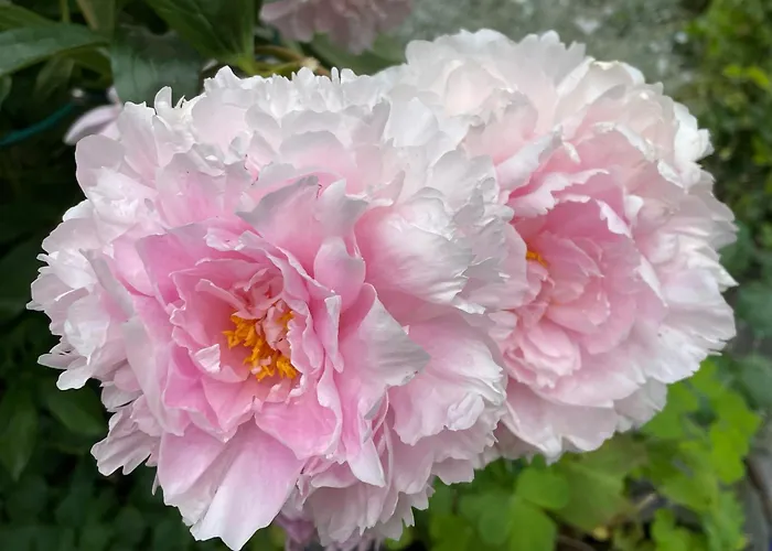 Apartamento Grosszügige Sentner Sent