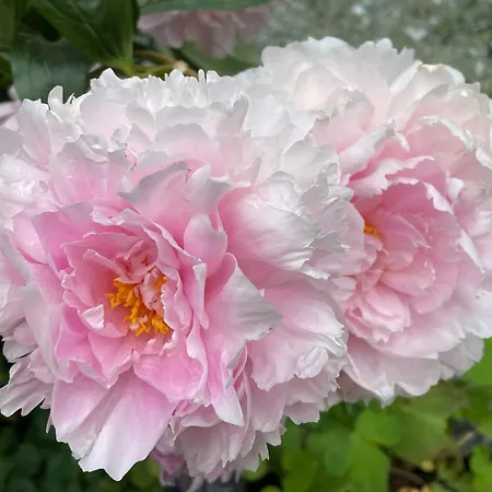 Lejlighed Grosszuegige Sentner Sent